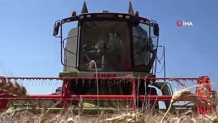 Karesi Belediyesi'nin buğdayları hasat ediliyor, unlar ihtiyaç sahiplerine verilecek
