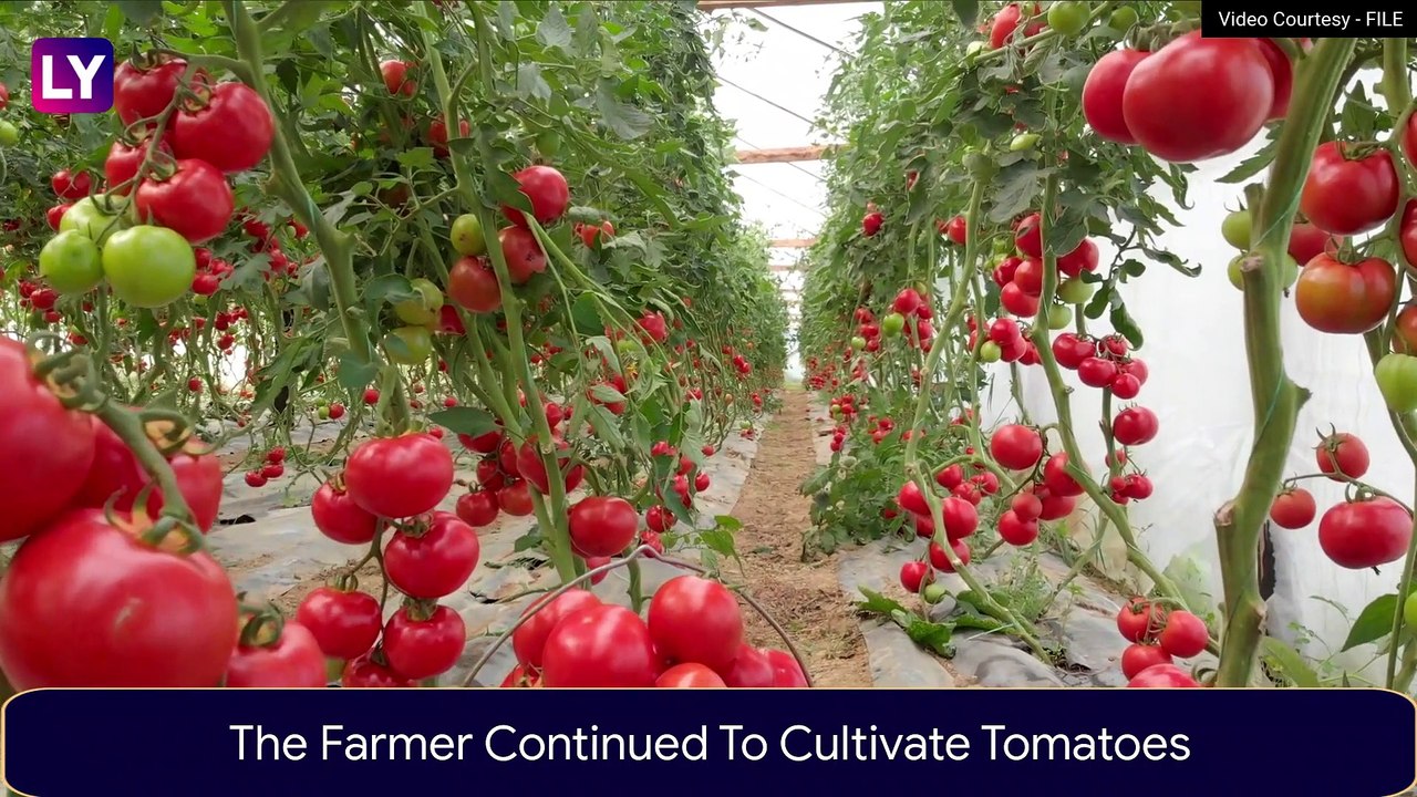 Pune Farmer Becomes Millionaire By Selling Tomatoes Amid Rising Prices; Earns Rs 3 Crore In 1 Month