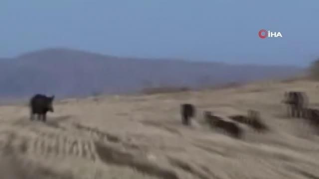 Elazığ'da yaban domuzları görüntülendi