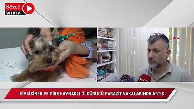 Sivrisinek ve pire kaynaklı öldürücü parazit vakalarında artış