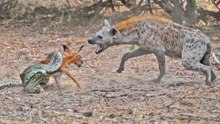 IMPALA BABY TRIES ESCAPING PYTHON & HYENA