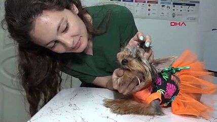 Sivrisinek ve pire kaynaklı öldürücü parazit vakalarında artış