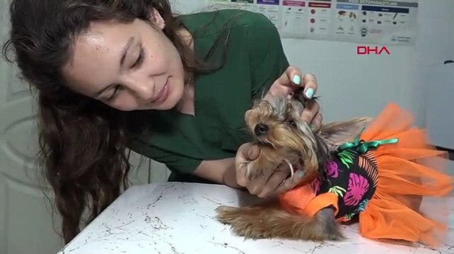 Sivrisinek ve pire kaynaklı öldürücü parazit vakalarında artış