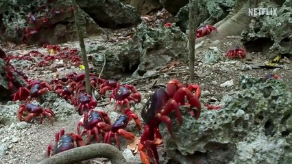 Nuestro planeta - temporada 2 Tráiler VO