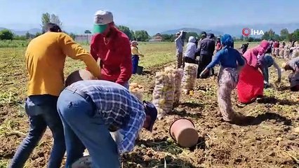 La récolte d'or jaune a commencé ; Il est vendu sur le terrain pour 13 lires