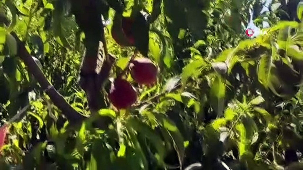 La récolte des pêches a commencé à Mardin, 40 tonnes de récolte sont attendues