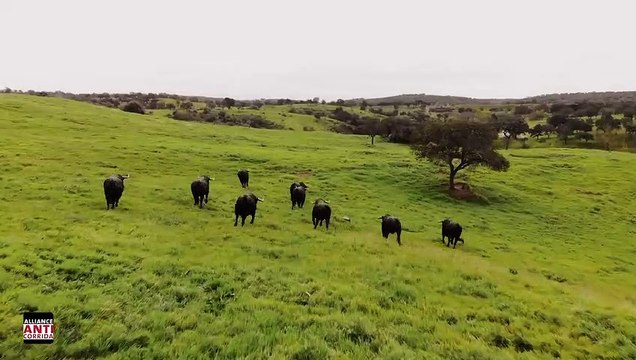 Découvrez le spot publicitaire créé et lancé par l'Alliance Anticorrida à l'occasion notamment des corridas de Mont-de-Marsan, Bayonne, Dax, Orthez
