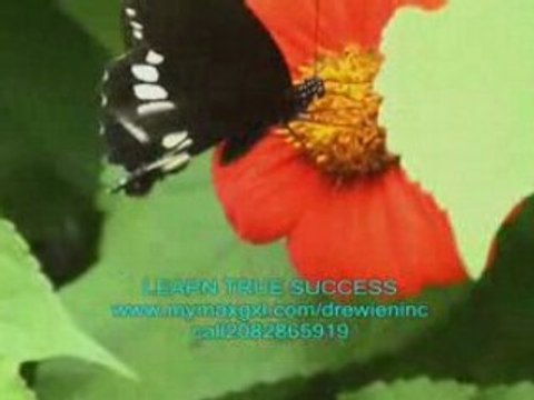 Lollipop lil wayne HOW TO SUCCEED