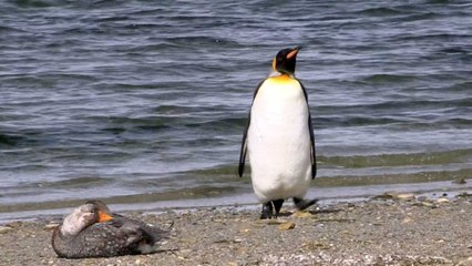 Penguin Sidesteps Away From Territorial Duck Like A Human | Wild-ish TV