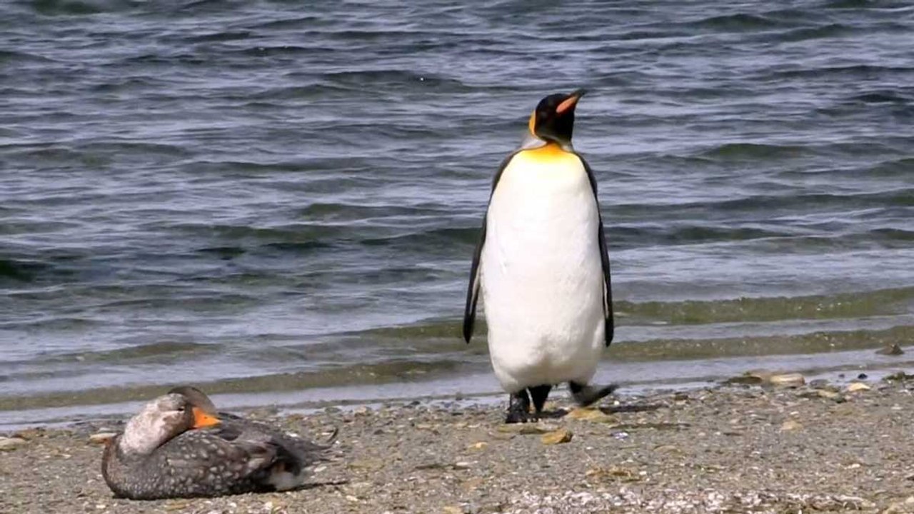 Penguin Sidesteps Away From Territorial Duck Like A Human | Wild-ish TV