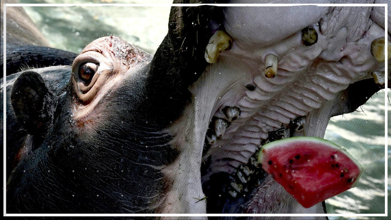 Wassereis und kühle Melone für Tiere im Zoo von Rom