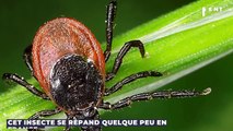 Cet insecte porteur de maladies se répand de plus en plus en France, découvrez où