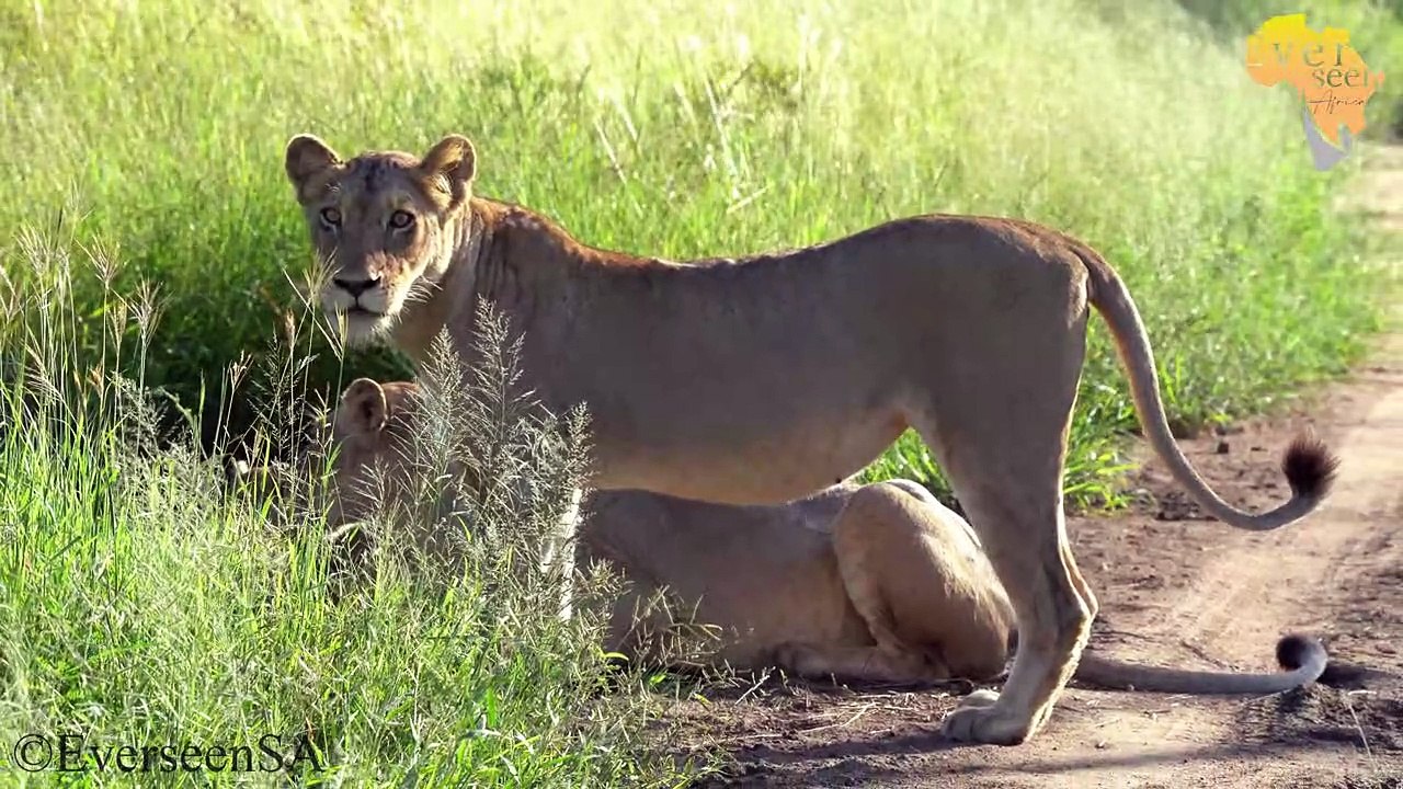 Hamilton lion pride with cubs