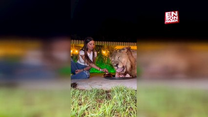 Aslanla aynı tabaktan yemek yiyen kadının görüntüleri