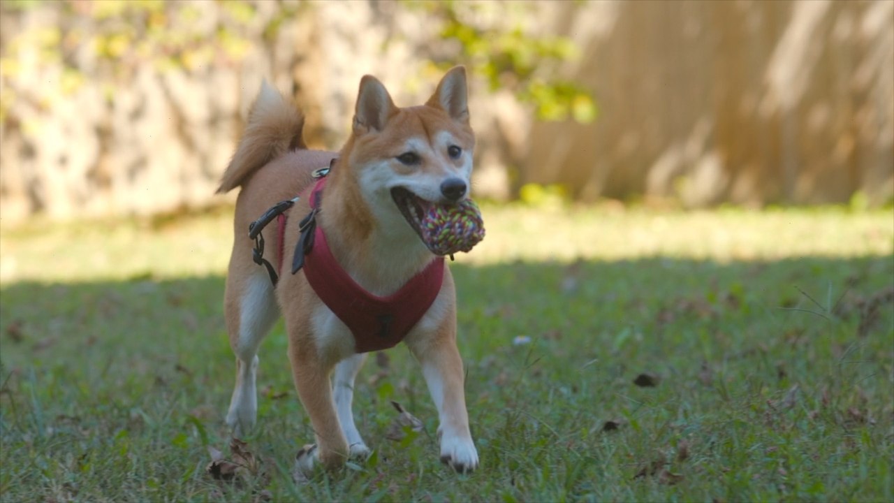 How to Teach Your Dog How to Fetch