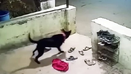 Leopards Ruthlessly Hunt And Eat Dogs !!