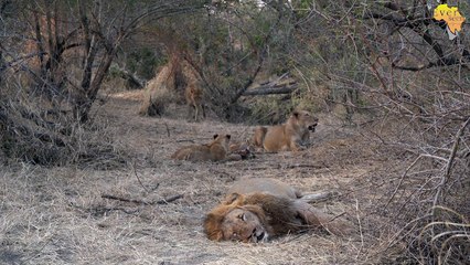 LION CUB dominated other lion cub to the point where it eventually could not keep up...