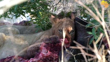 LION CUBS gets angry when mom tries to eat with them...