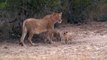 Lion cubs playing with mom