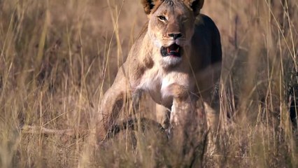 Lion cubs playing with moms food