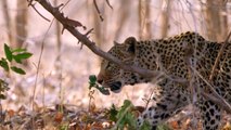 Lioness Ruthlessly Attacked a Leopard To Stole His Meal