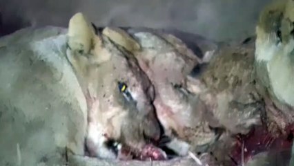 Lions eating a warthog alive
