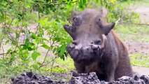 Lions Swallow Warthogs Mercilessly