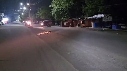 Video: कोटा में सड़क पर टहलता नजर आया चार फीट का मगरमच्छ, लोगों में दहशत