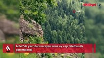 Artvin'de yavrularını arayan anne ayı cep telefonu ile görüntülendi