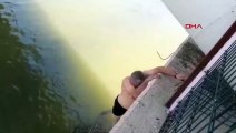 ÇORUM'da 20 kiloluk yayın balığı kıyıya çıkarıldı