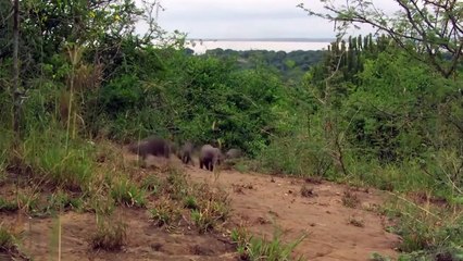 Mongoose Teaches a Lion a Lesson He'll Never Forget