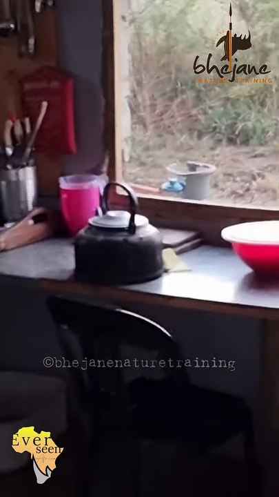 My kitchen is growling at me - BIG MALE LION interrupt guys coffee routine