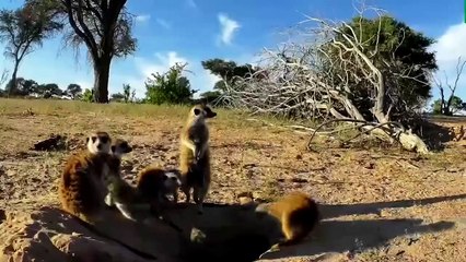 Poisonous Scorpion Gets Crunched by a Meerkat , But What Next