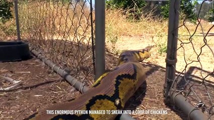 Python Devours an Antire Duck Alive