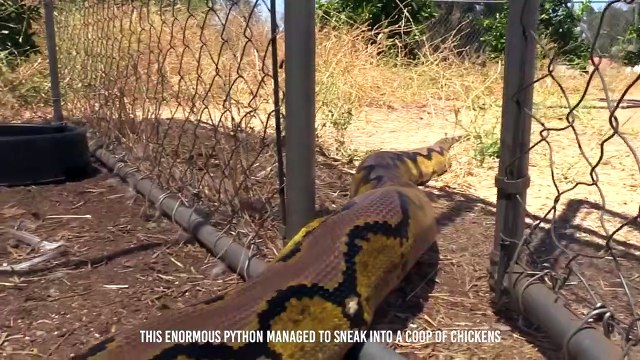 Python Devours an Antire Duck Alive