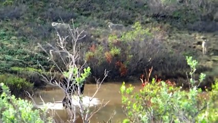 Rabbit Doomed To Die in The Fangs of Wolves