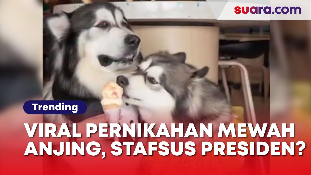 Sosok Crazy Rich PIK yang Gelar Pernikahan Anjing, Benarkah Tim Stafsus Presiden?