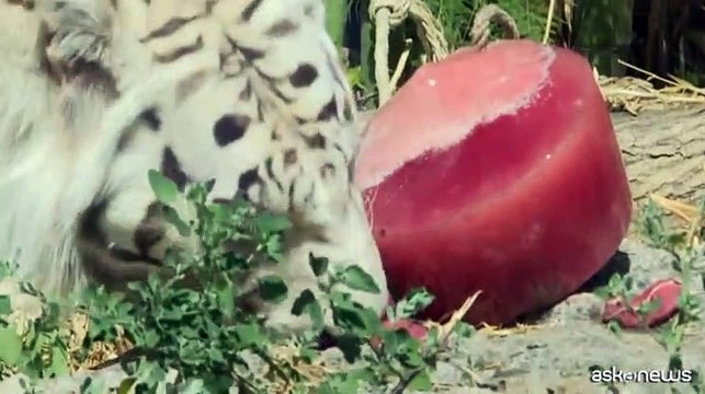 Gelati e cibo ghiacciato per gli animali del Bioparco di Roma