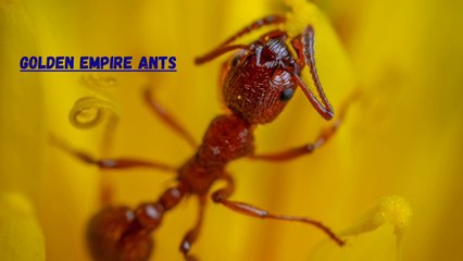 A Captivating Journey of The Golden Empire Ants
