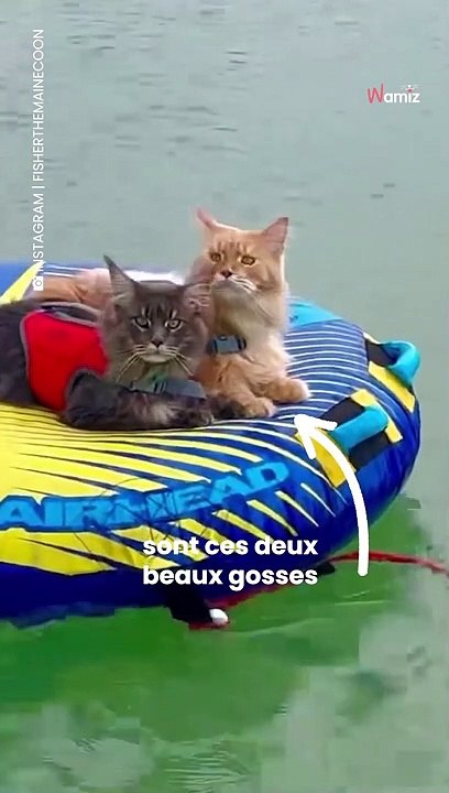 Ces chats ont une meilleure vie que la nôtre ! ‍☠️⚓️