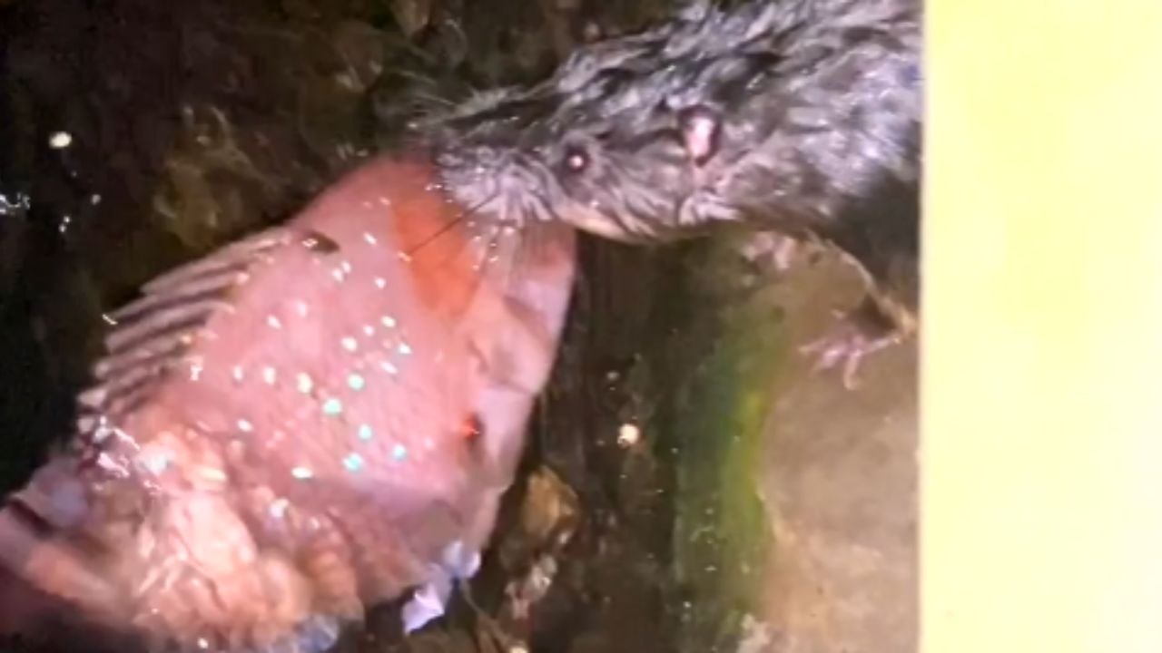 'This was INSANE to find in the city' - Big hungry rat drags fish carcass down a drain pipe