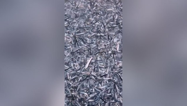 Thousands of dead fish filmed washing up in Devon seaside