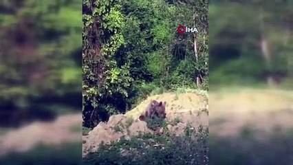 Sinop'ta karnını doyurmaya çalışan ayı kameraya yakalandı