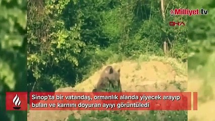 Sinop'ta ormanlık alandaki ayı yiyecek ararken görüntülendi