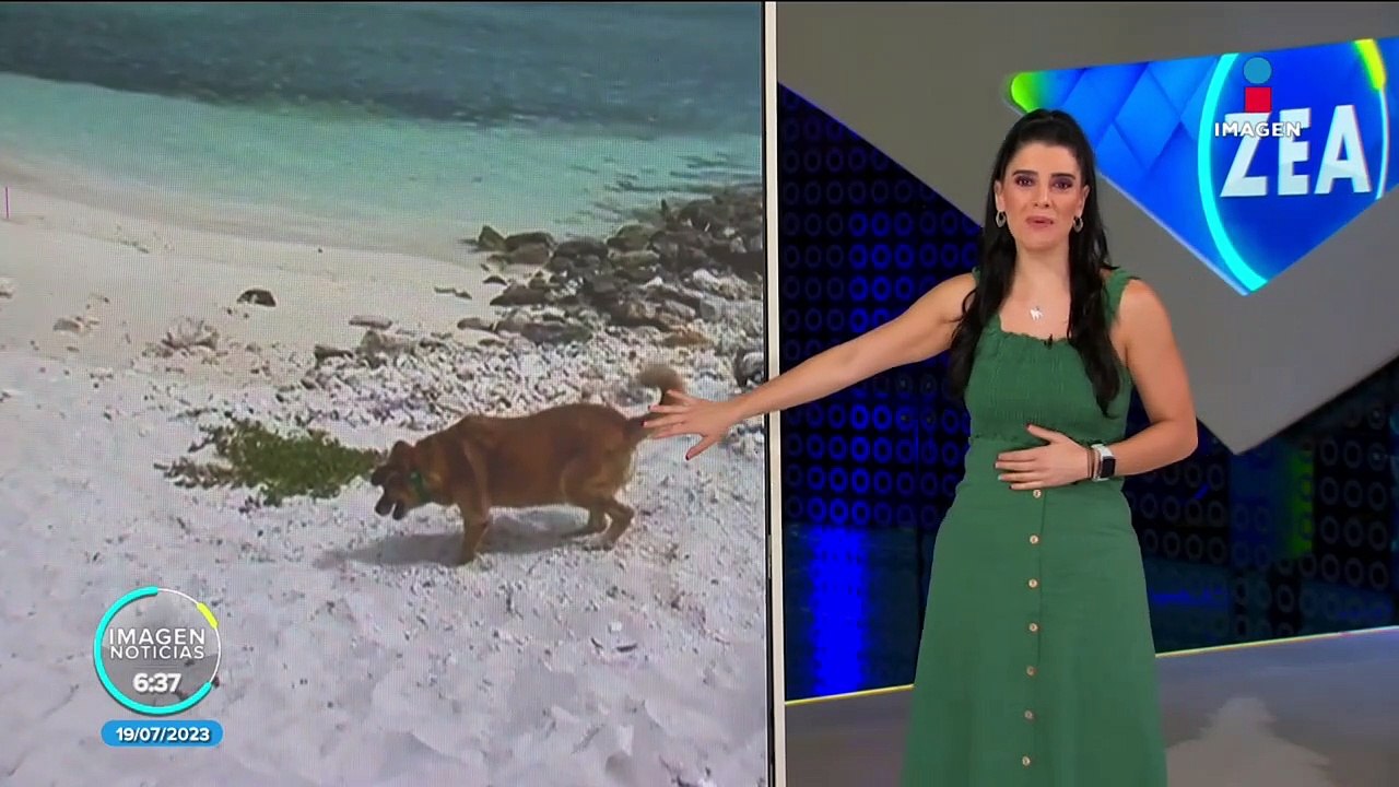 Perro es empleado de un Airbnb en Islas Turcas