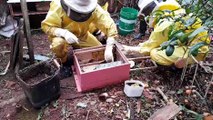 Defesa Civil retira enxame de abelhas no Santa Cruz