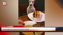 Hamburgerinin boyutuna sinirlenen köpek