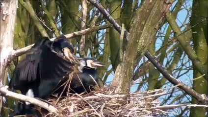 Top 10 Most Crazy Animals People Actually Own