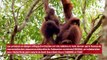 Plusieurs orangs-outans en voie de disparition retournent à l'état sauvage en Indonésie