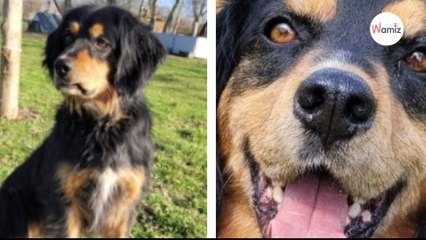 Très malade, la maîtresse de ce chien a été obligée de le confier à une association, mais il n'intéresse personne